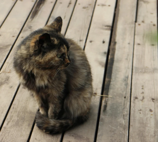 a calico cat sitting on a wooden deck, unsplash, very smoky, looking old, low quality photo, brown fur