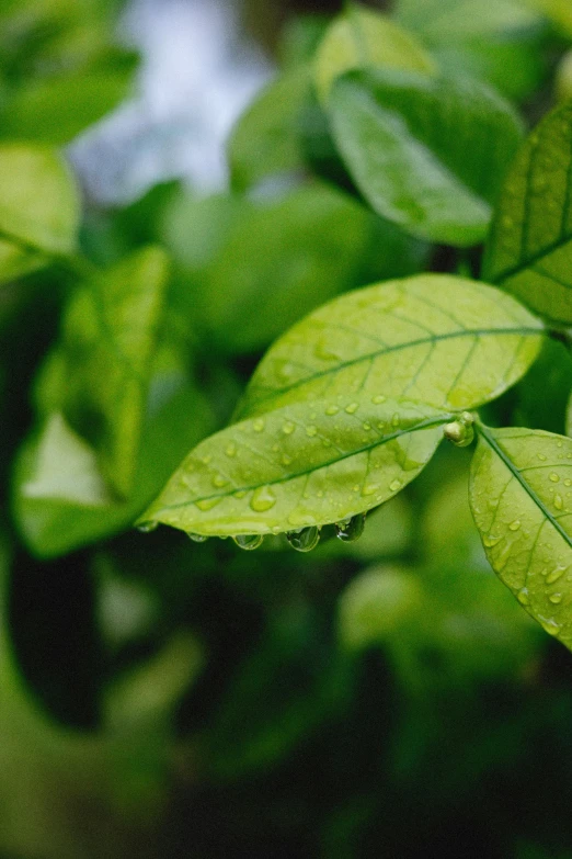 a close up of a plant with green leaves, soaked, sustainable materials, 🍸🍋