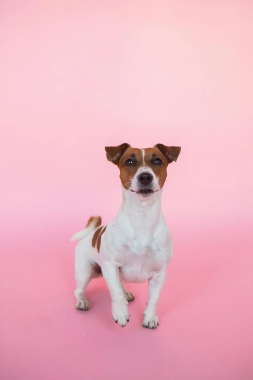 a small brown and white dog standing on a pink surface, pexels, square, jack russel terrier, 9, ox