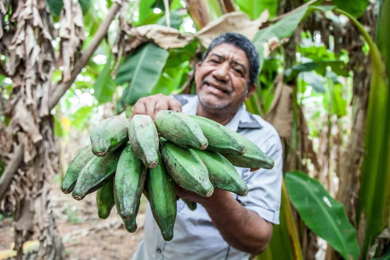 a man holding a bunch of green bananas, indigenous man, multiple stories, older male, avatar image