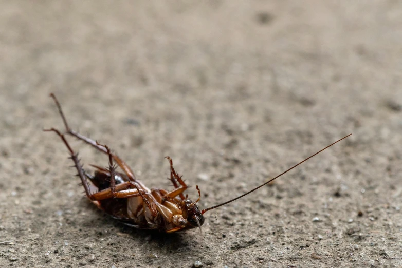 a close up of a dead bug on the ground, pexels contest winner, photorealism, long antennae, brown, cockroach, realistic »