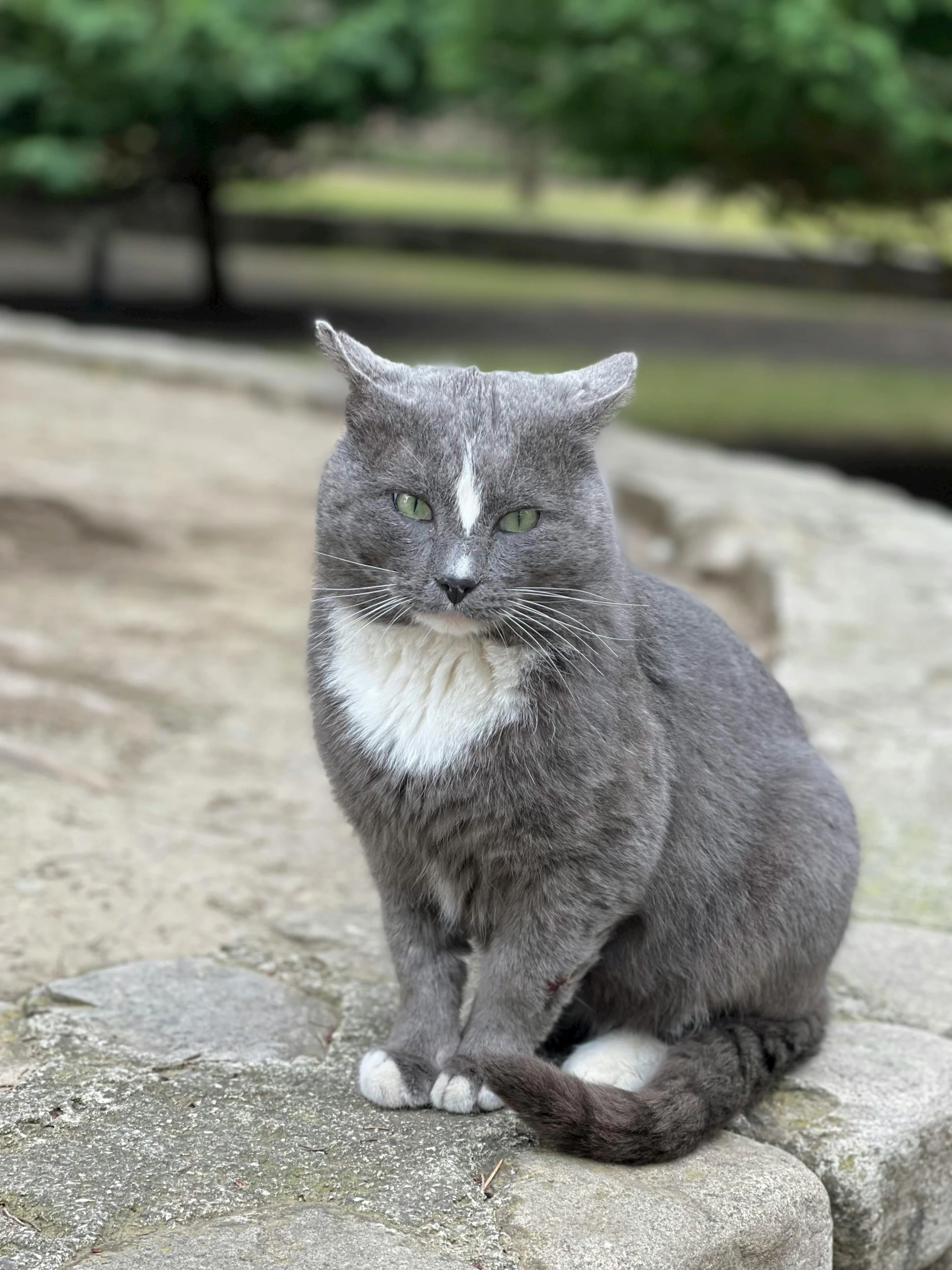 a gray and white cat sitting on a rock, posing for a picture, at a park, whiskers hq, taken in the early 2020s