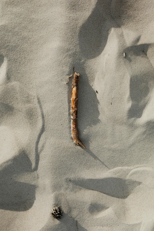 an object of driftwood on a sandy beach