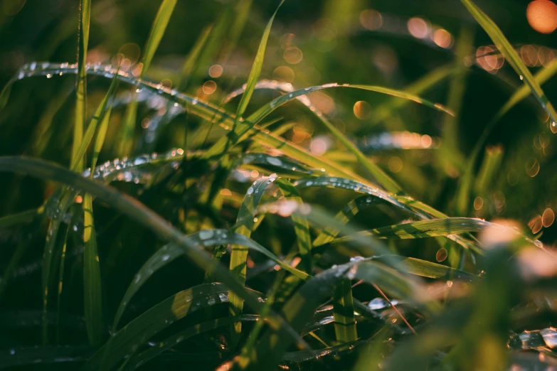 a close up of some grass with water droplets, unsplash, golden hour photo, gardening, illustration, lo-fi