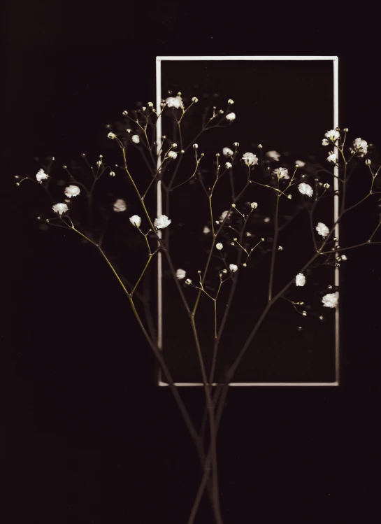 a vase that has some flowers in it, an album cover, inspired by Elsa Bleda, trending on unsplash, branches composition abstract, cotton, dark. no text, gypsophila