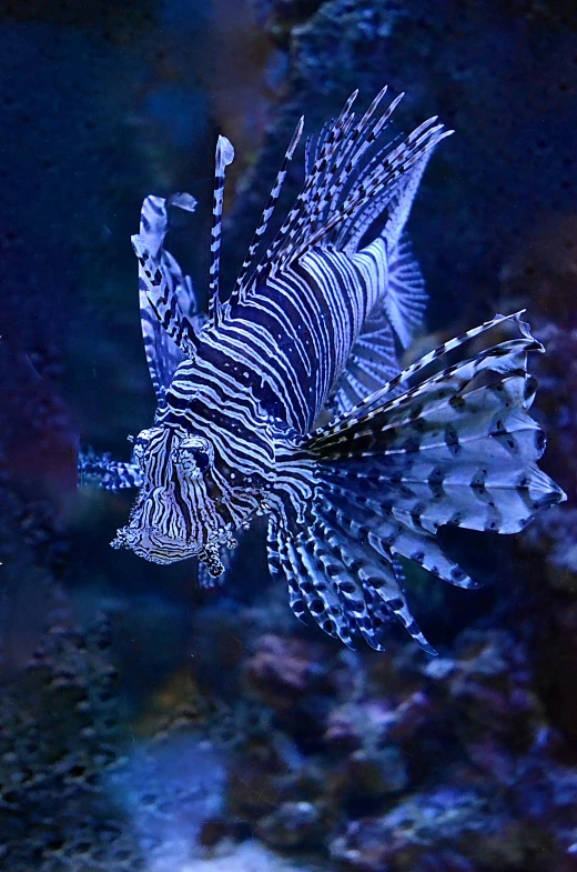 a close up of a fish in an aquarium, posing for the camera