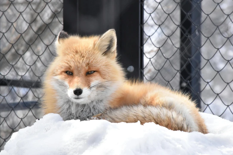 a fox that is laying down in the snow, a portrait, by Lorraine Fox, trending on pexels, mixed animal, zoo, yee chong silverfox, cuddly fur