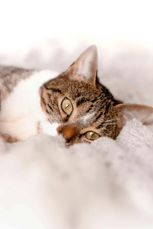 a cat laying on top of a white blanket, looking towards the camera, upclose, looking off to the side