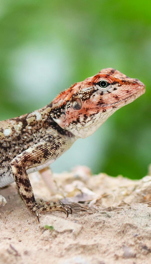 a close up of a lizard on a rock, an album cover, trending on pexels, renaissance, langford's basilisk, reddish, an afghan male type, speckled