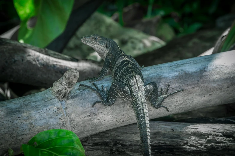 a lizard sitting on top of a tree branch, by Adam Marczyński, pexels contest winner, sumatraism, grey, dragon tail, in the tropical wood, female gigachad