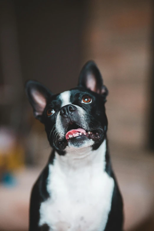 a black and white dog sitting on top of a wooden floor, with wide open mouth, portrait featured on unsplash, slightly - pointed ears, ready to eat