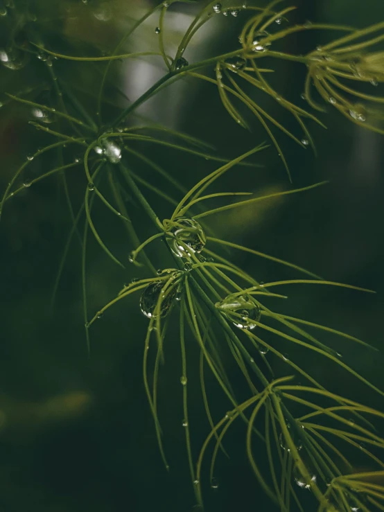 a close up of a plant with water droplets on it, inspired by Elsa Bleda, unsplash contest winner, cypress trees, today\'s featured photograph 4k, deep in a japanese bamboo forest, flowing tendrils