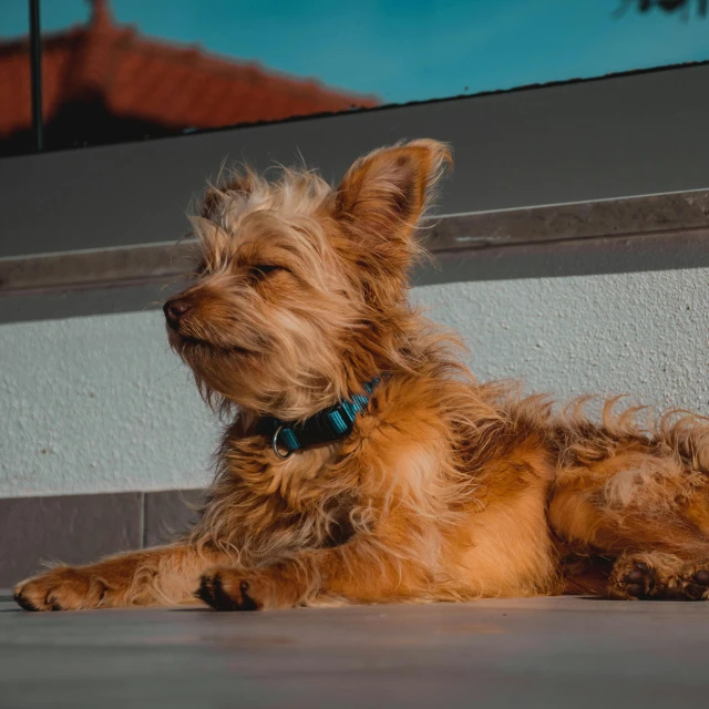 a dog that is laying down on the ground, pexels contest winner, sits on a rooftop, orange fluffy belly, rendered in 4 k, tanned