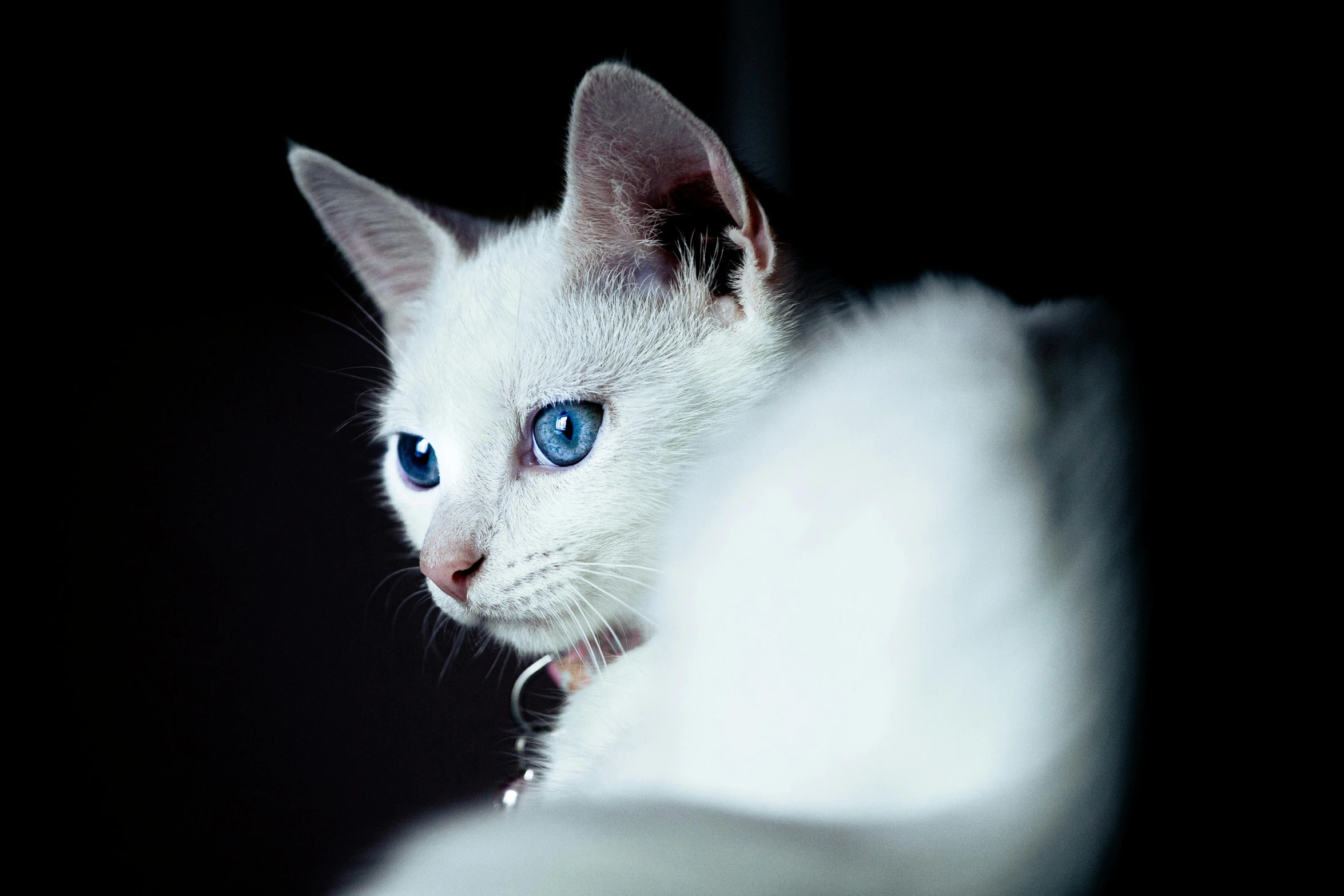 a close up of a white cat with blue eyes, by Julia Pishtar, pexels contest winner, dramatic white and blue lighting, young female, with pointy ears, intricate image