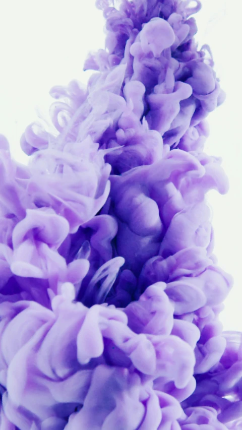 a close up of a purple flower on a white background, an album cover, inspired by Yves Klein, pexels, abstract expressionism, smoke grenades, videogame still, jelly, poop