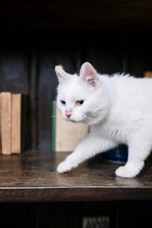 a white cat standing on top of a wooden shelf, by Julia Pishtar, unsplash, renaissance, smug expression, dusty library, photo of a model, high quality photo