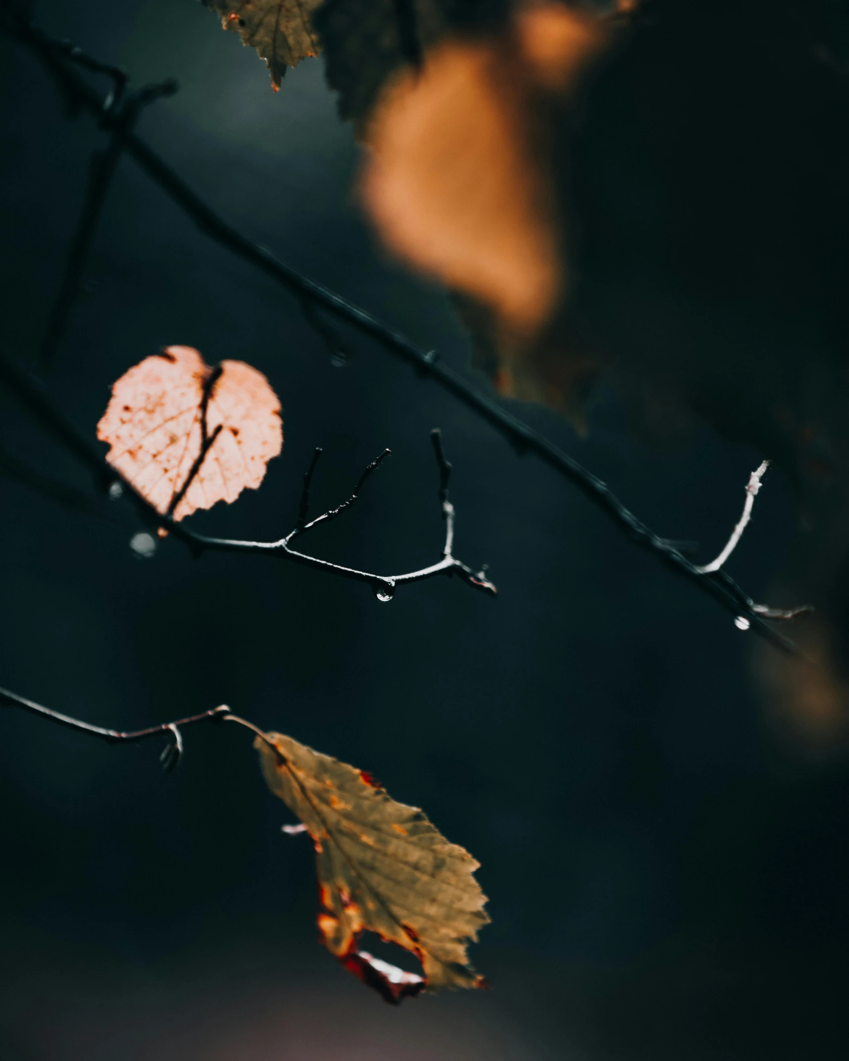 a close up of a leaf on a tree branch, by Elsa Bleda, trending on pexels, aestheticism, falling hearts, dark. no text, nordic forest colors, trap made of leaves