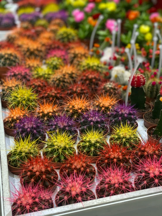 a table topped with lots of different types of cacti, by Miroslava Sviridova, orange fluffy spines, market, high quality product image”, some red and purple and yellow