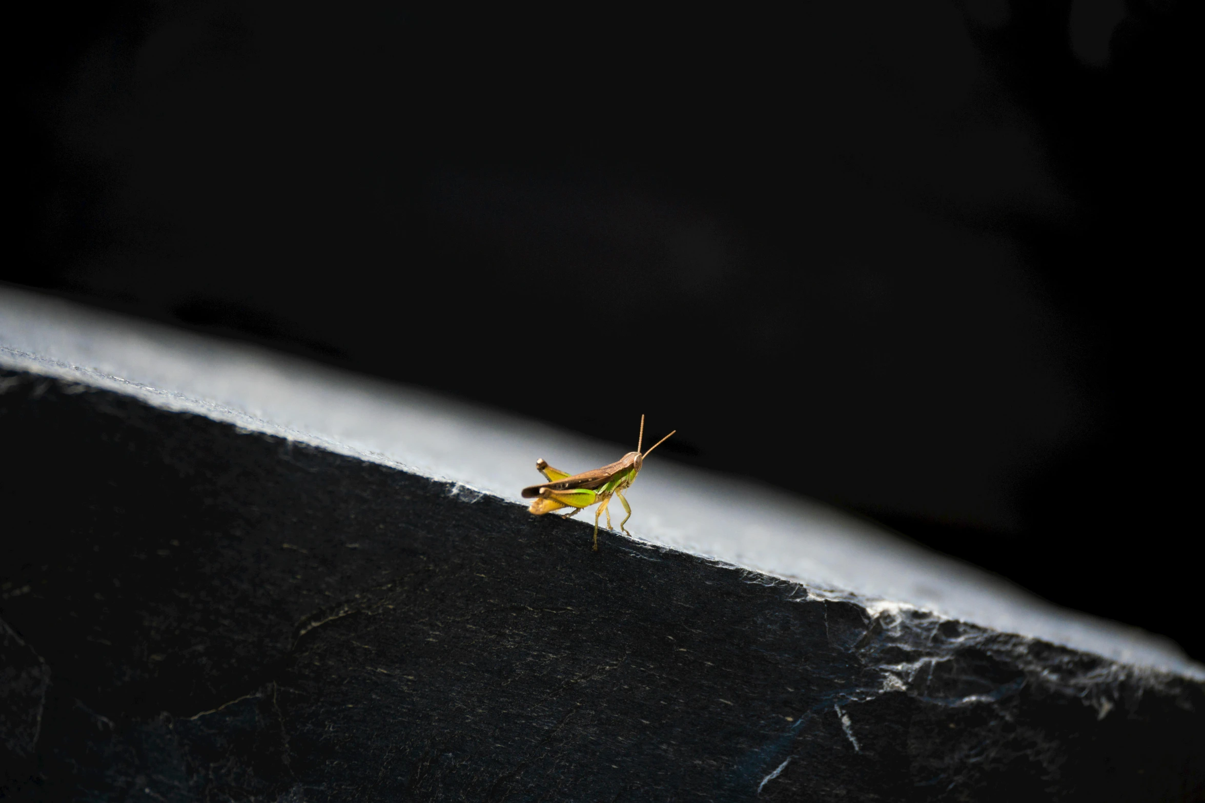 a green insect sitting on a piece of rock