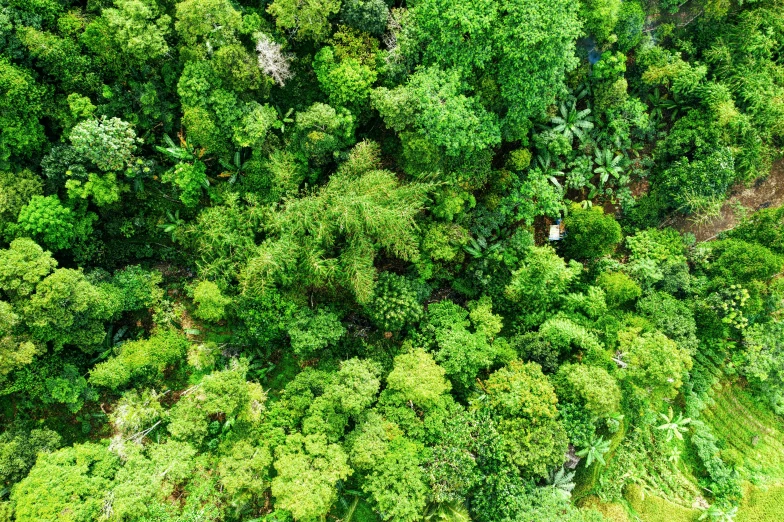 an aerial view of a lush green forest, pexels, sumatraism, birds eye overhead perspective, few overgrown plants, detailed high resolution, canopy