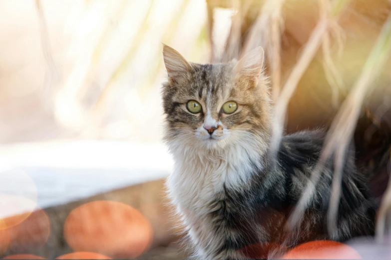 a cat sitting on top of a pile of pumpkins, a portrait, unsplash, portrait image, scruffy looking, in the sun, innocent look