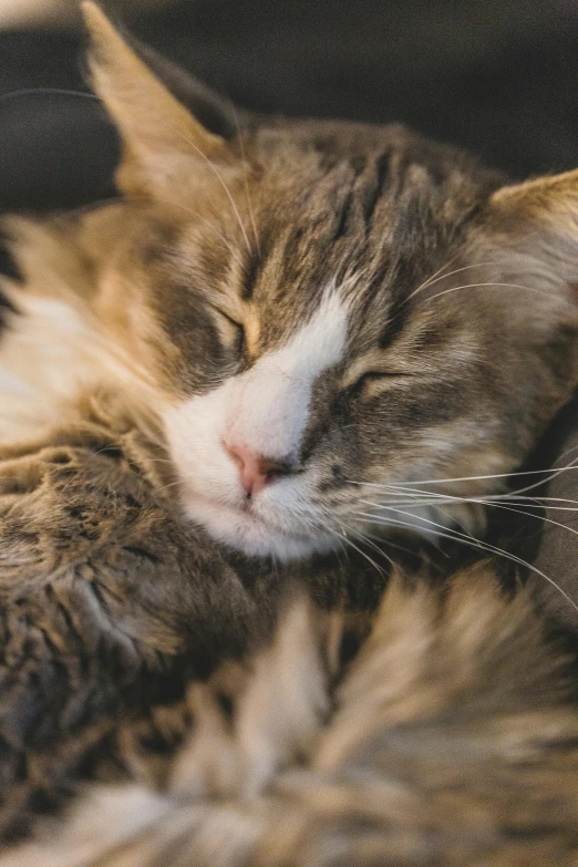 a close up of a cat sleeping on a couch, by Jan Tengnagel, trending on unsplash, hugging each other, fluffy face, two male, headshot