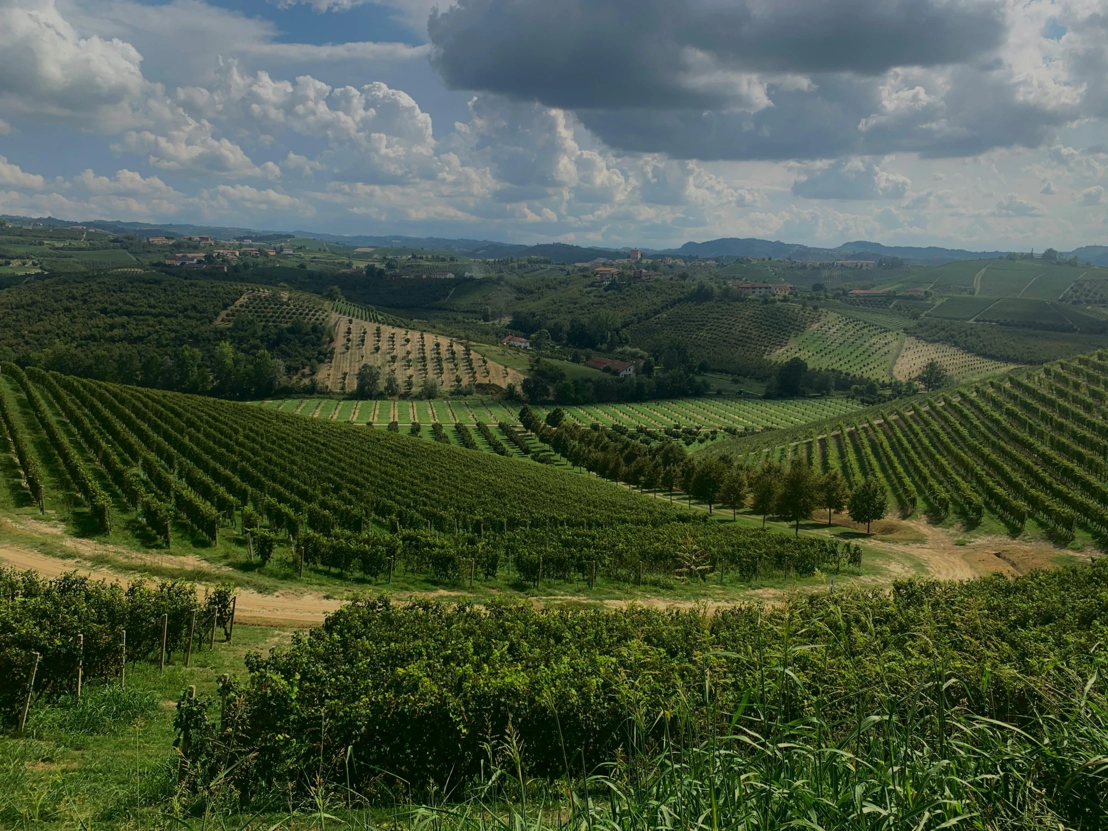 rows of trees with green leaves and mountains in background