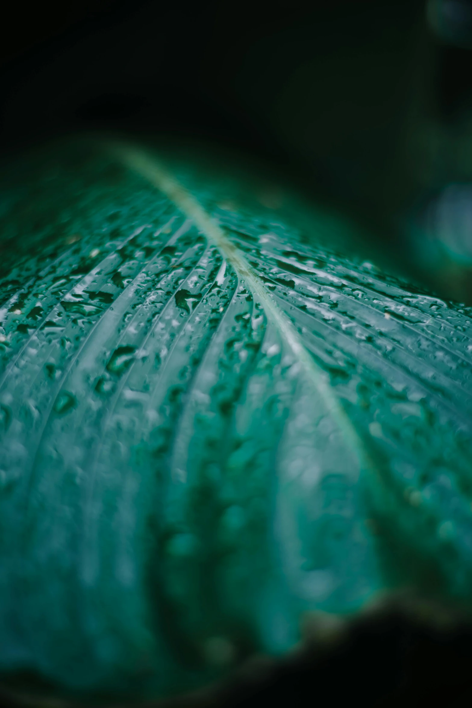 a green leaf with water droplets on it, inspired by Elsa Bleda, unsplash, soft vinyl, multiple stories, tropical, low-angle