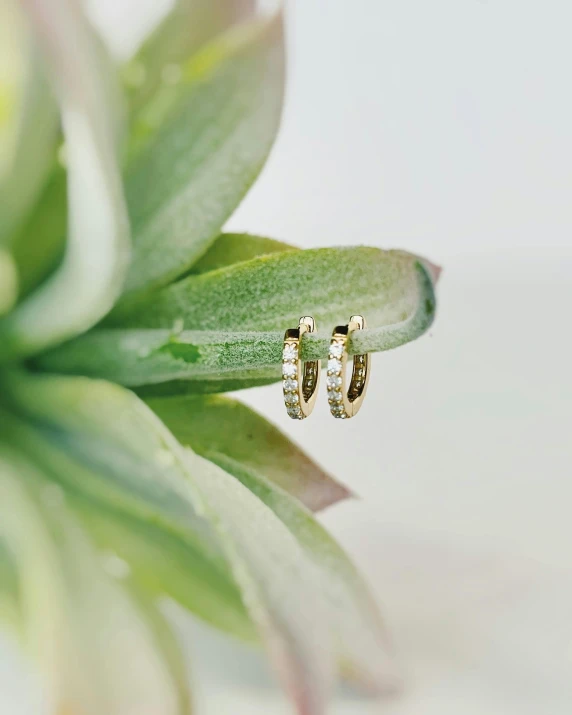 a pair of earrings sitting on top of a green plant, view