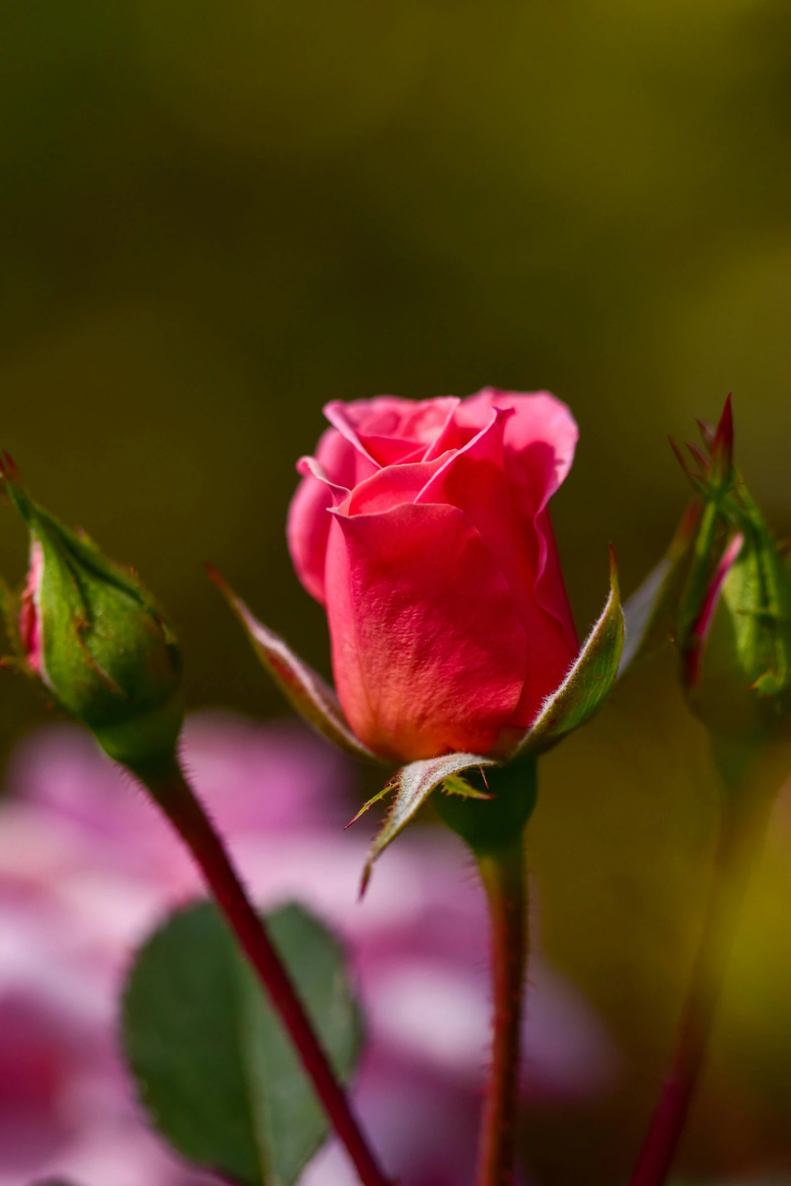 a close up of a pink rose budding, by Jim Nelson, pexels, red roses at the top, honored, high quality photo, rosses