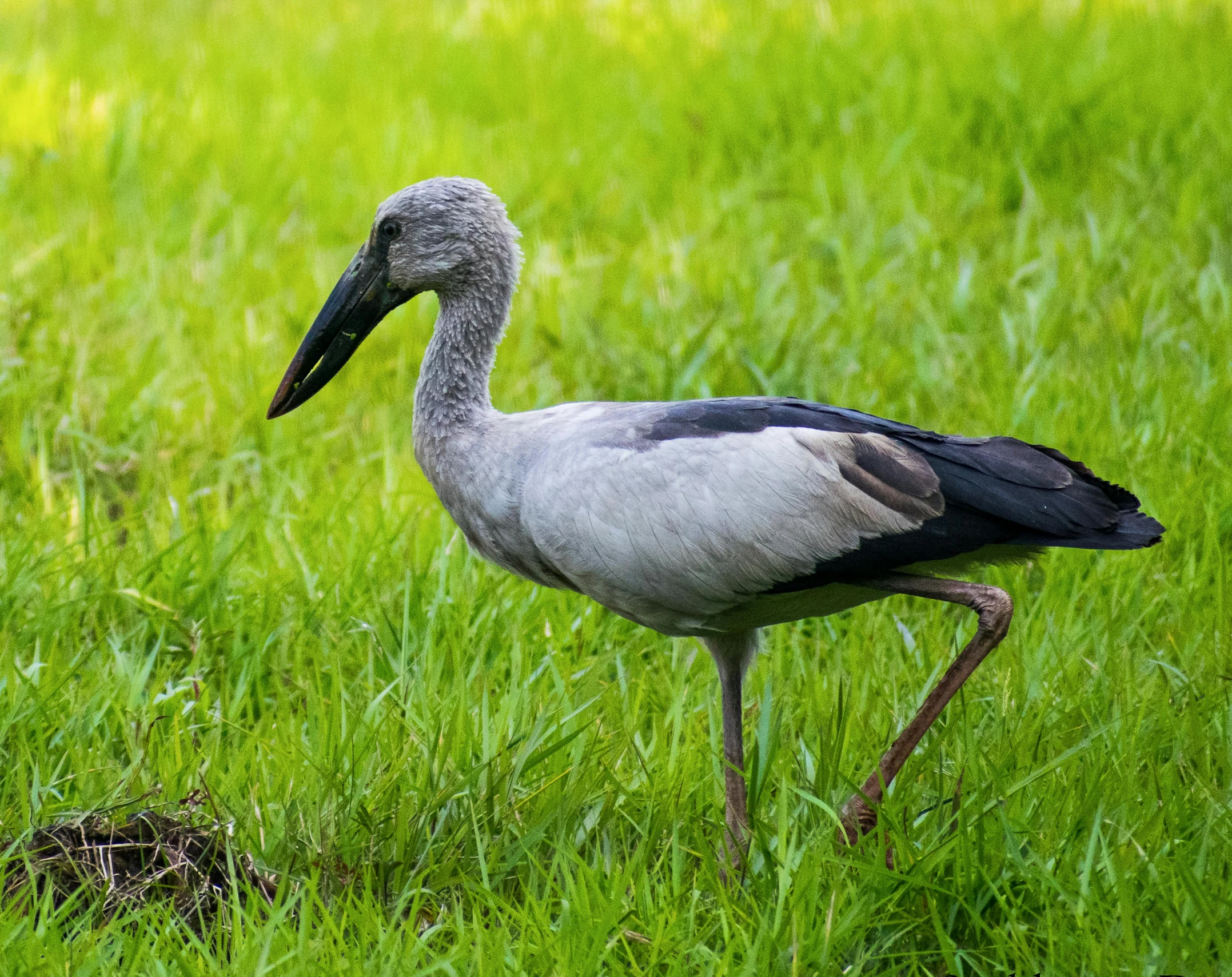 a large bird standing on top of a lush green field, hurufiyya, grey, on ground, museum quality photo, 15081959 21121991 01012000 4k