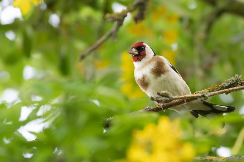 a bird sitting on top of a tree branch, inspired by Melchior d'Hondecoeter, unsplash, baroque, with a yellow beak, cornwall, swarming in flowers, exterior shot