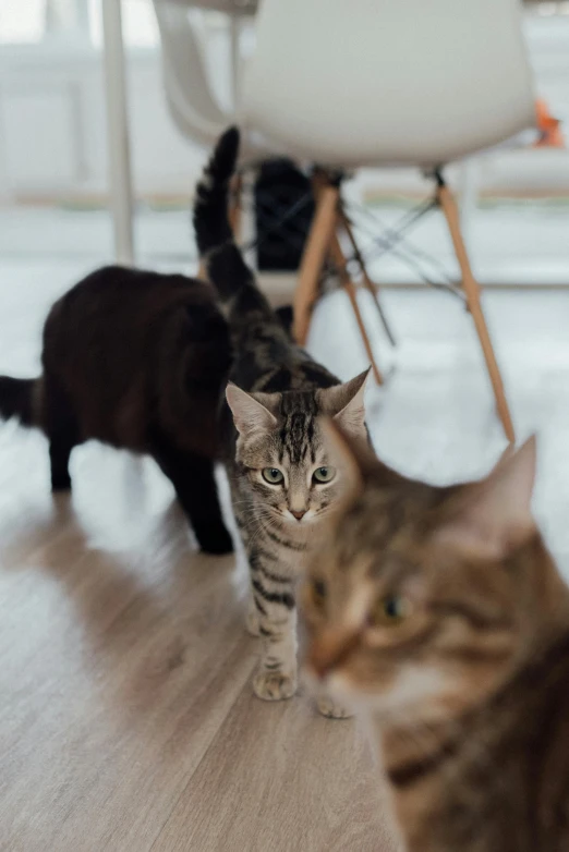 a couple of cats standing on top of a hard wood floor, walking towards the camera, three animals, unsplash photo contest winner, gif