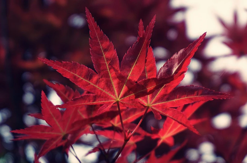 a red leaf is shown on a tree