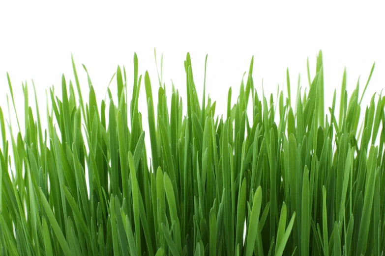 a close up of green grass on a white background, by Un'ichi Hiratsuka, trending on pixabay, giant pig grass, rectangular, organics, its name is greeny