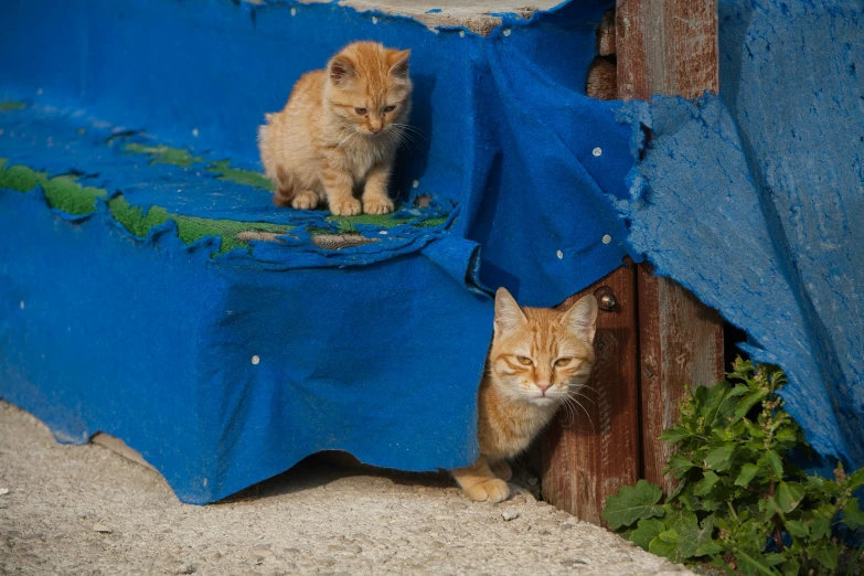 a couple of cats sitting on top of a blue tarp, out of place, getty images, animals in the streets, liquid gold