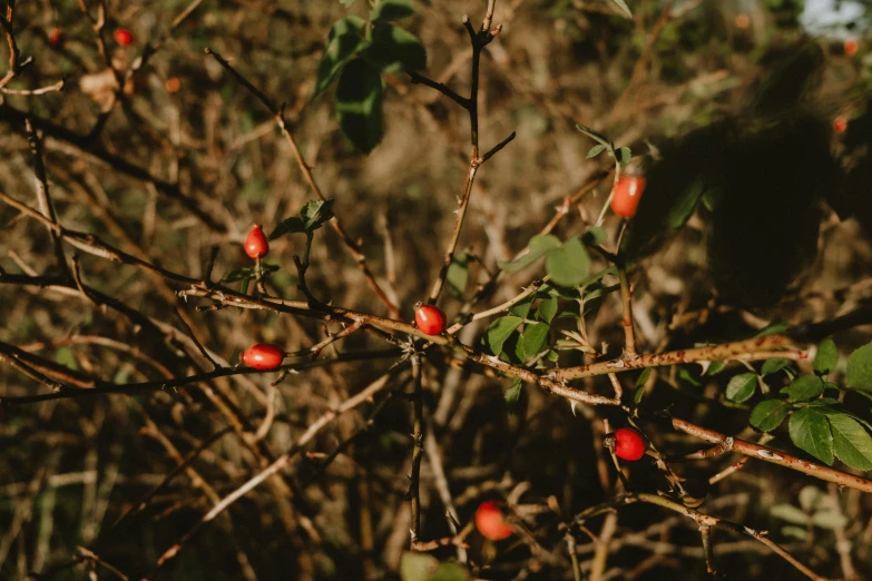 a bush filled with lots of red berries, an album cover, by Elsa Bleda, trending on pexels, renaissance, rose twining, background image, alessio albi, jungle fruit