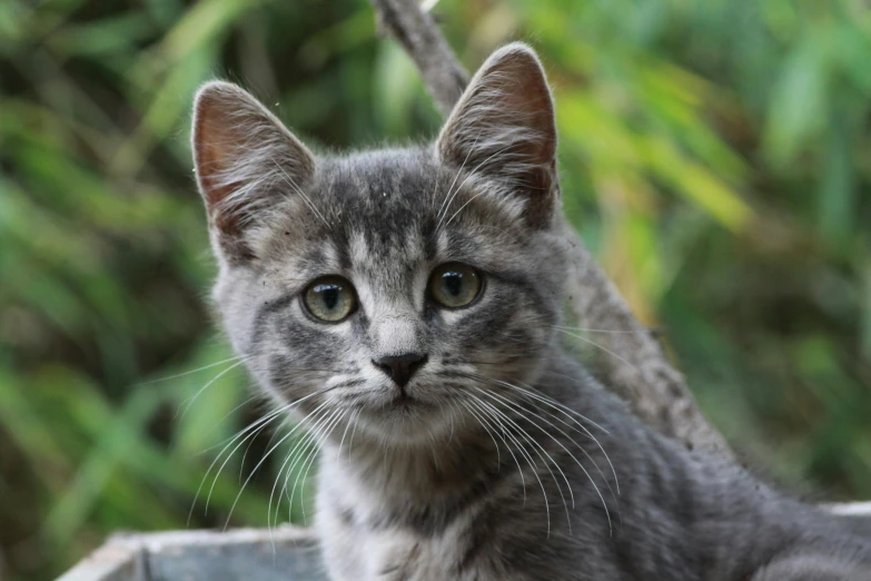 a close up of a cat sitting in a container