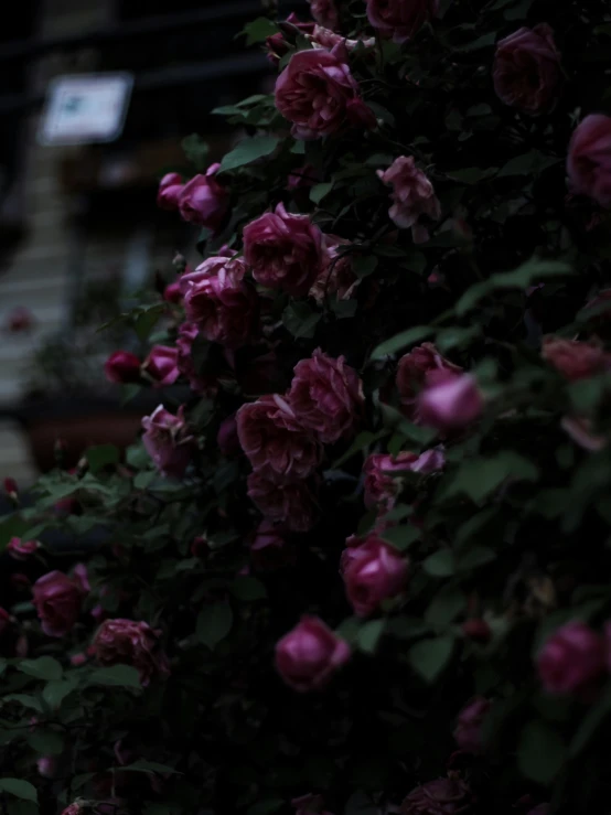 dark colored flowers are in bloom beside a store