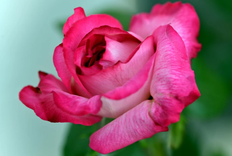 a close up po of a pink rose with its leaves