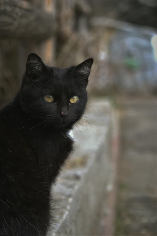 a black cat sitting on top of a cement wall, a portrait, by Attila Meszlenyi, pexels contest winner, young male, up close, a small, ilustration