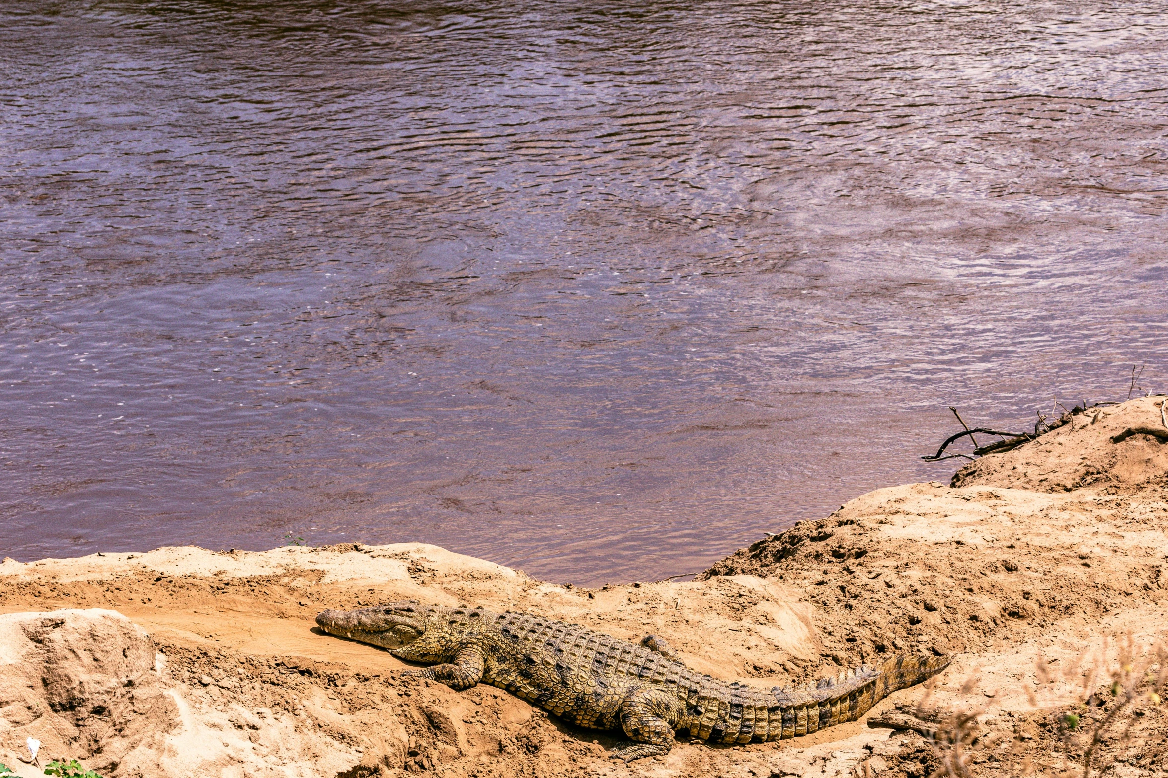 a crocodile laying on the bank of a river, by Peter Churcher, pexels contest winner, hurufiyya, erosion channels river, bright sunny day, colour corrected, digital photo