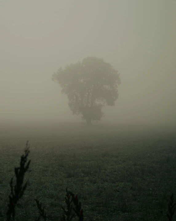 a large tree in the distance with lots of fog