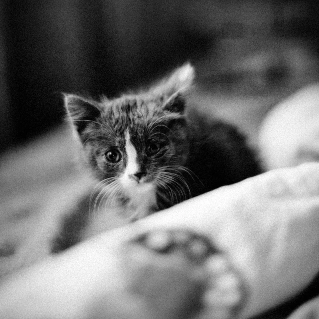 a black and white photo of a kitten on a bed, by Emma Andijewska, about to step on you, nika maisuradze, focus on his foot, nice face
