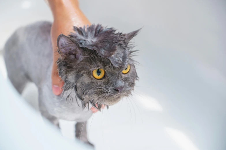 a person washing a cat in a bathtub, a portrait, shutterstock, grey, bedhead, wet look, cat with laser eyes