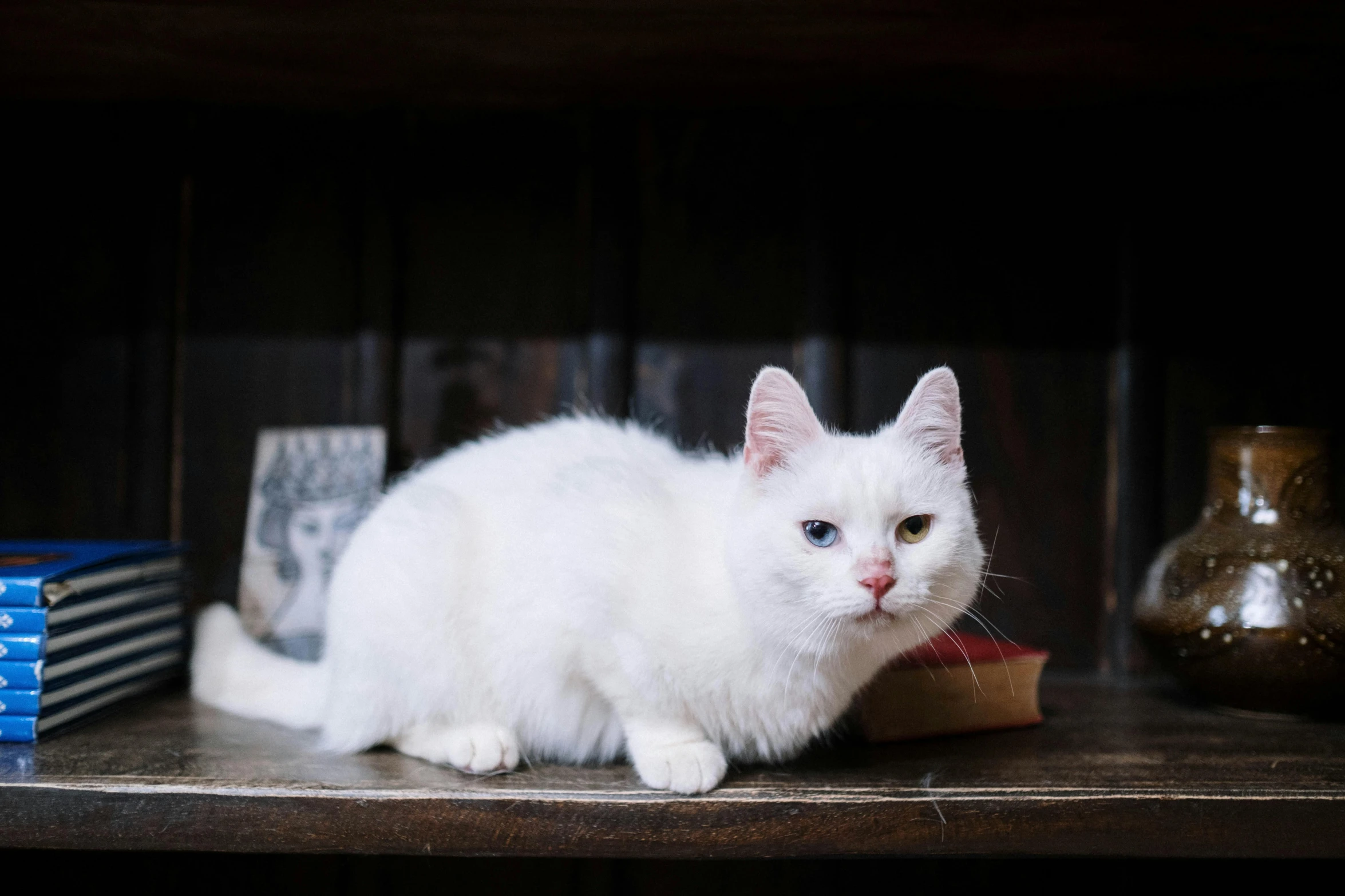 a white cat sitting on top of a wooden shelf, by Julia Pishtar, unsplash, renaissance, with a white, smoky, white cheeks, album