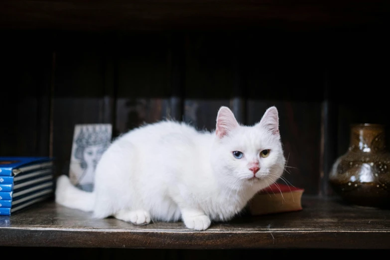 a white cat sitting on top of a wooden shelf, by Julia Pishtar, unsplash, renaissance, with a white, smoky, white cheeks, album