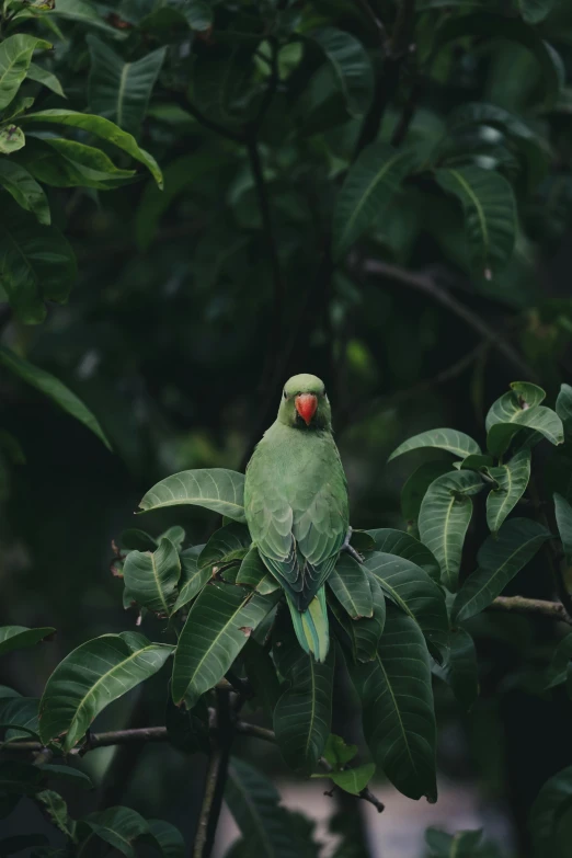 a green bird sitting on top of a tree branch, pexels contest winner, lush jungle, slight overcast, with fruit trees, birds eye