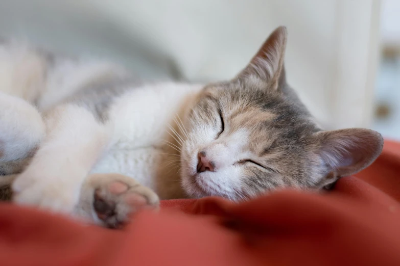 a close up of a cat sleeping on a bed, trending on pexels, soft lulling tongue, soft grey and red natural light, making the best smug smile, sleeping beauty