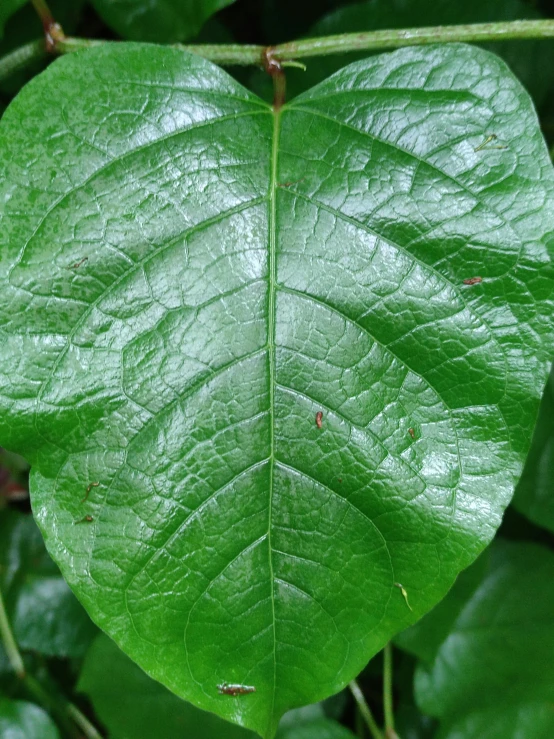 a close up of a leaf on a plant, poison ivy, large pores, very large bosum, highly symmetrical